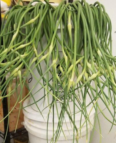 Garlic scape