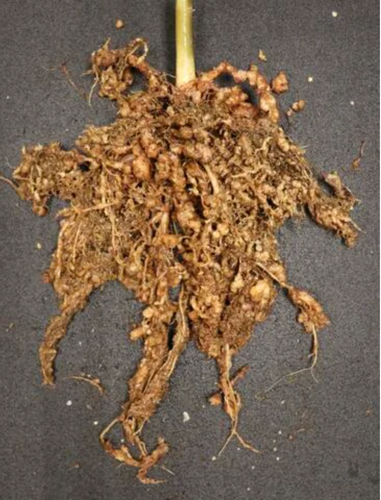 Nematode infected