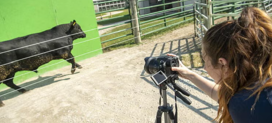 Tracking cattle motion