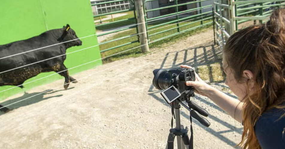 Measure every 'moo-ve' with new technology