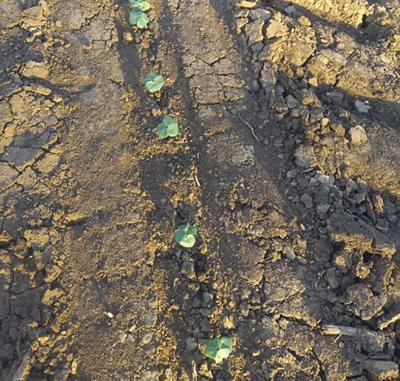 ISU Extension soil compaction field day set for Nov. 15