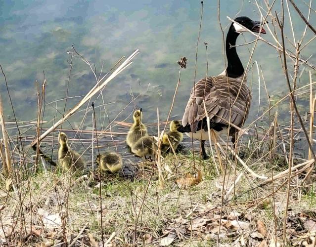 Canada goose