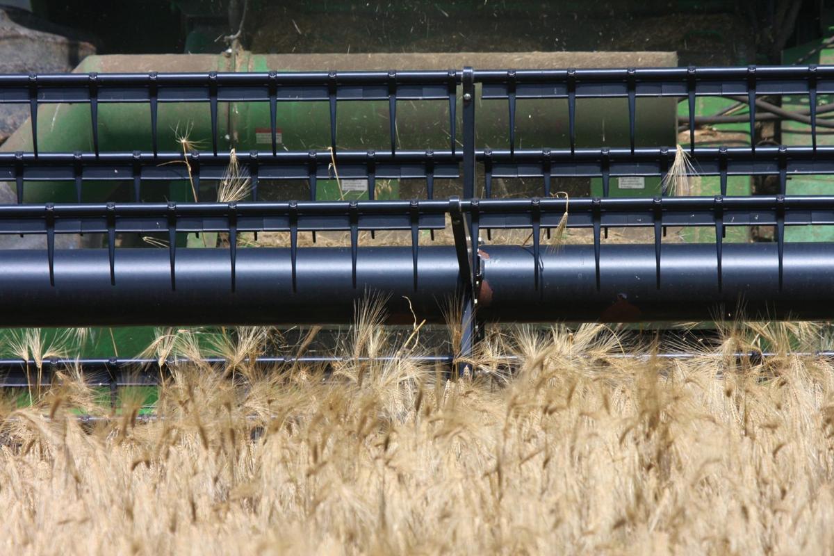 Combining barley