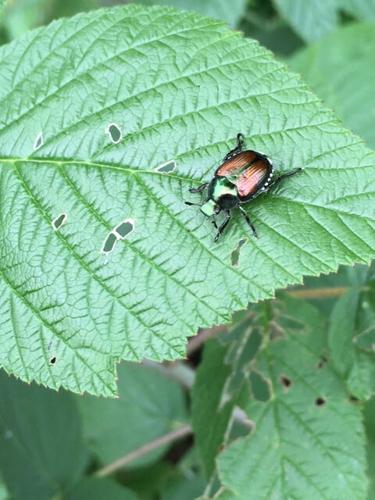 Japanese Beetle, August 2019 Wisconsin rest stop