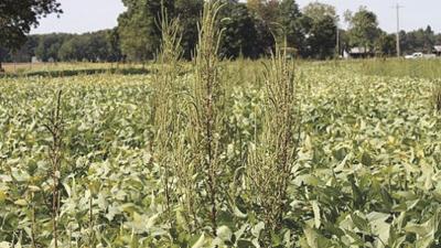 Palmer Amaranth