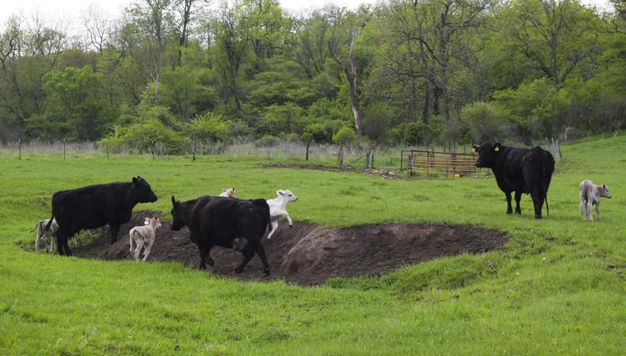Beef calves playing on dirt bunker
