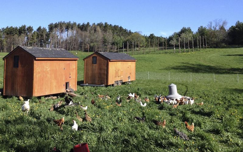 Laying hens