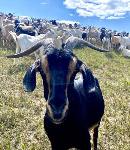 Goats in field