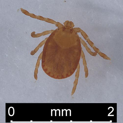 Tick nymph