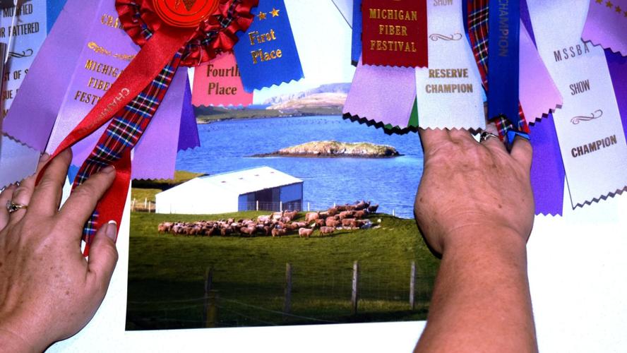 Show ribbons and photo of Shetland Islands flock