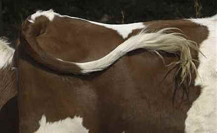 Cow tail good for flies