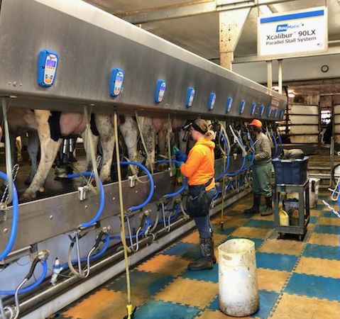 Milking in a double-12 parlor at Kaufman Farms