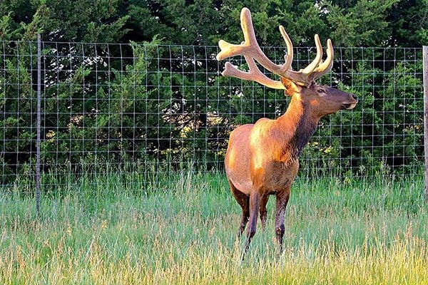 Heartland Elk Guest Ranch bull elk