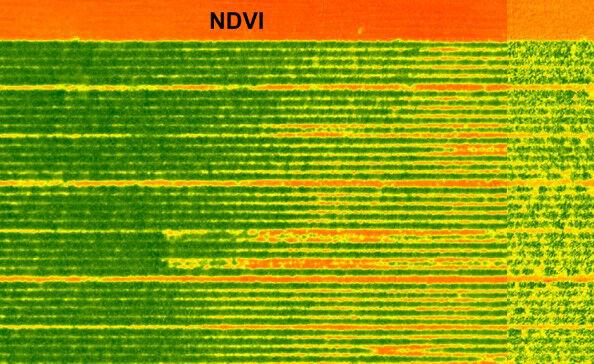 Crop health information
