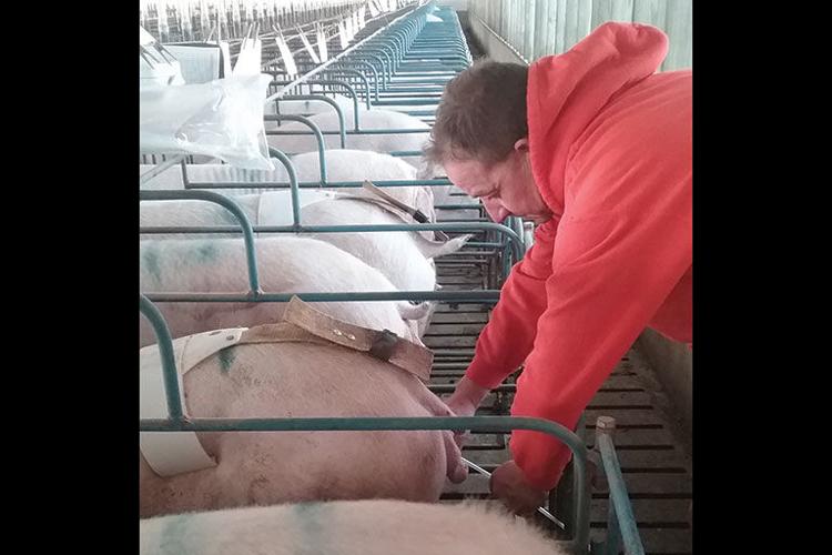 Sean Baragary Master Pork Producer