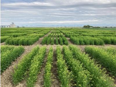 Farmer collaboration leads to success at MSU research center