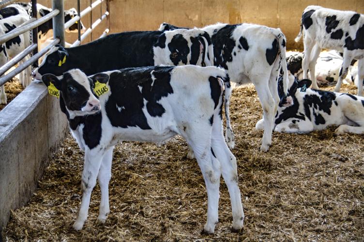 Dairy calves