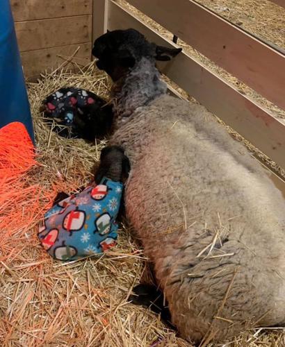 Ewe and lamb