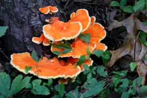 Fungus mushroom