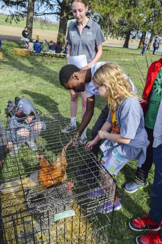 School kids with chickens