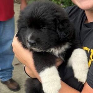 Mockler puppy