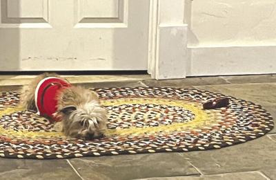 Dog and her bone