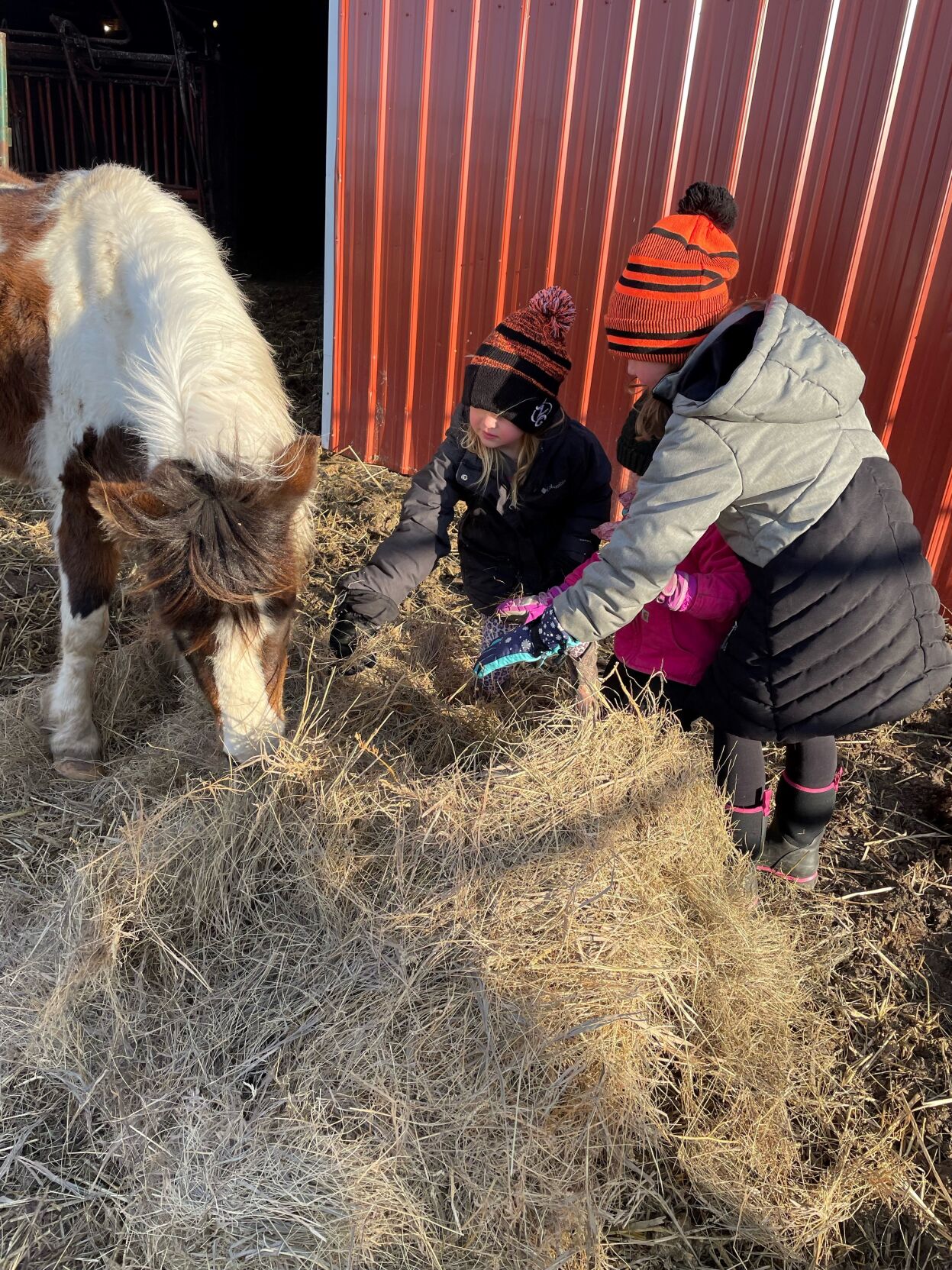 Courtneys and their pony