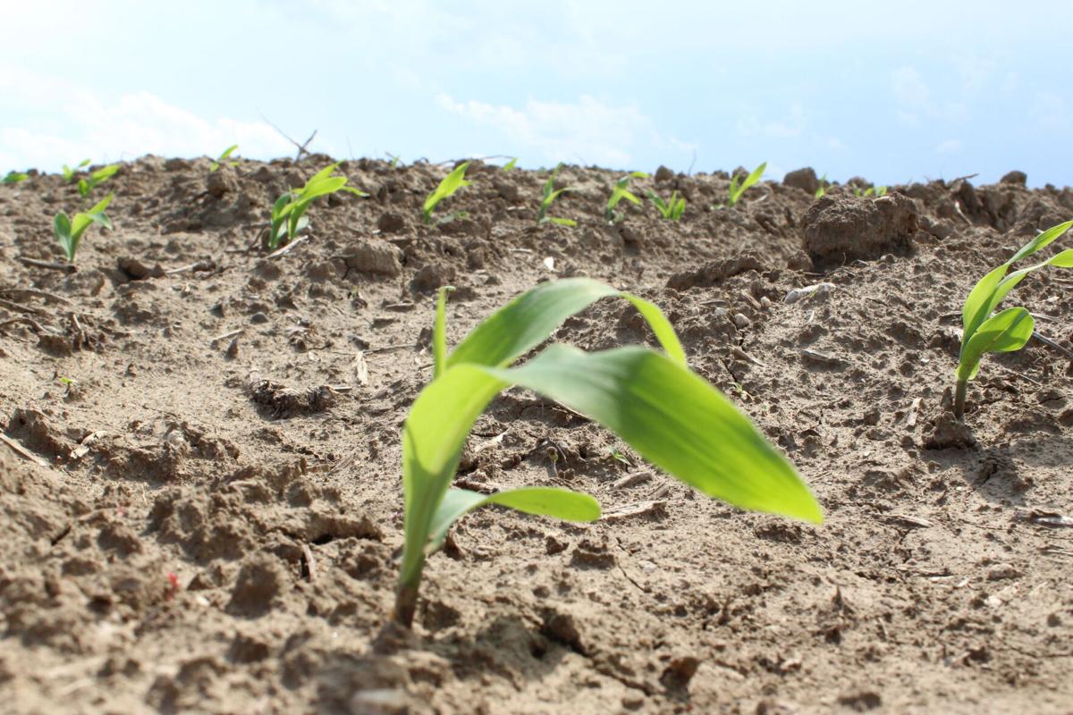 Early corn