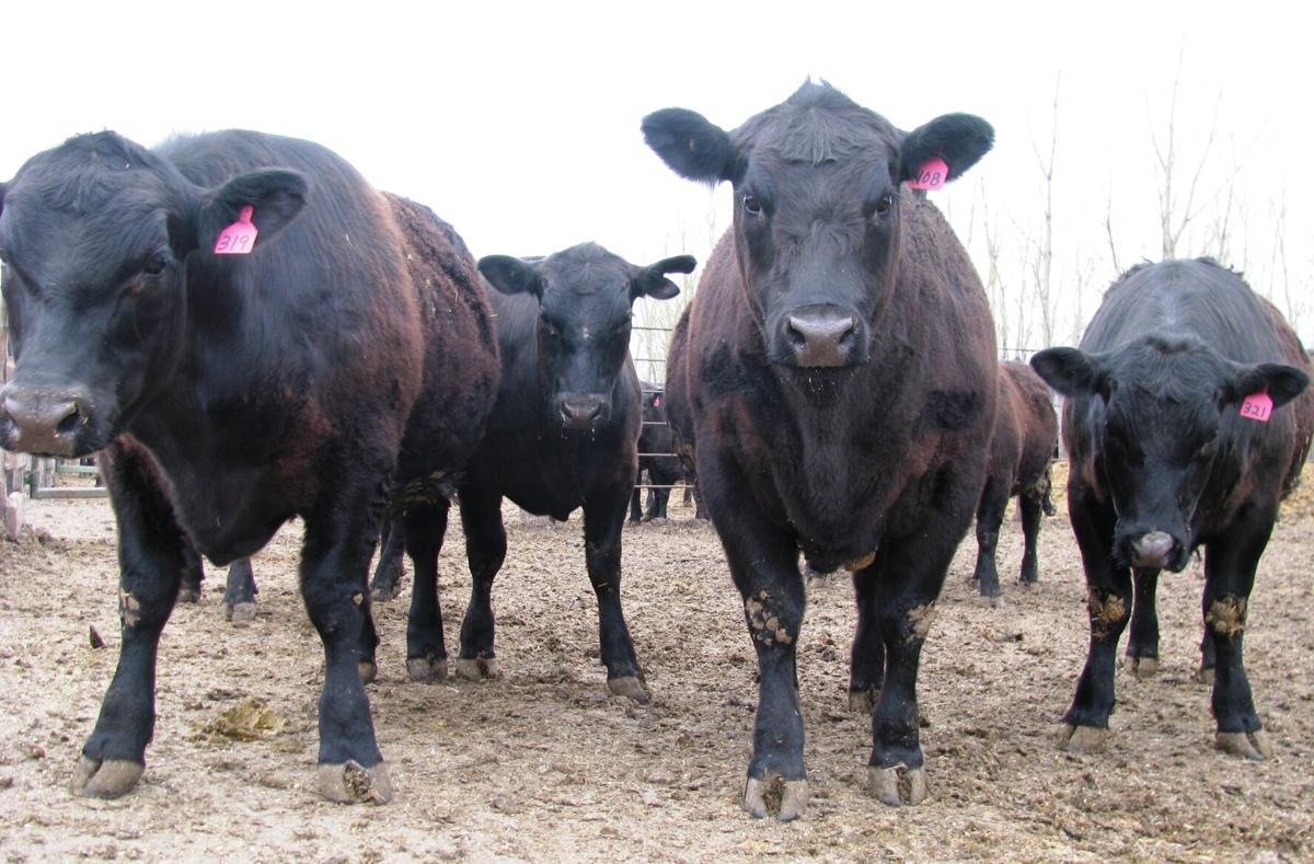 Cattle