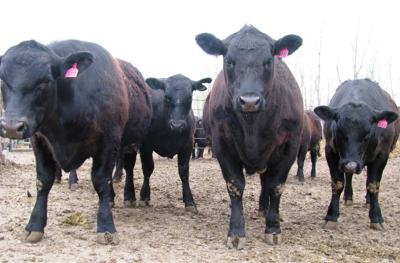 Cattle