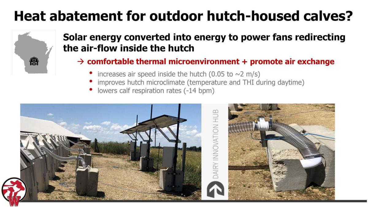 Heat abatement for outdoor hutch-housed calves