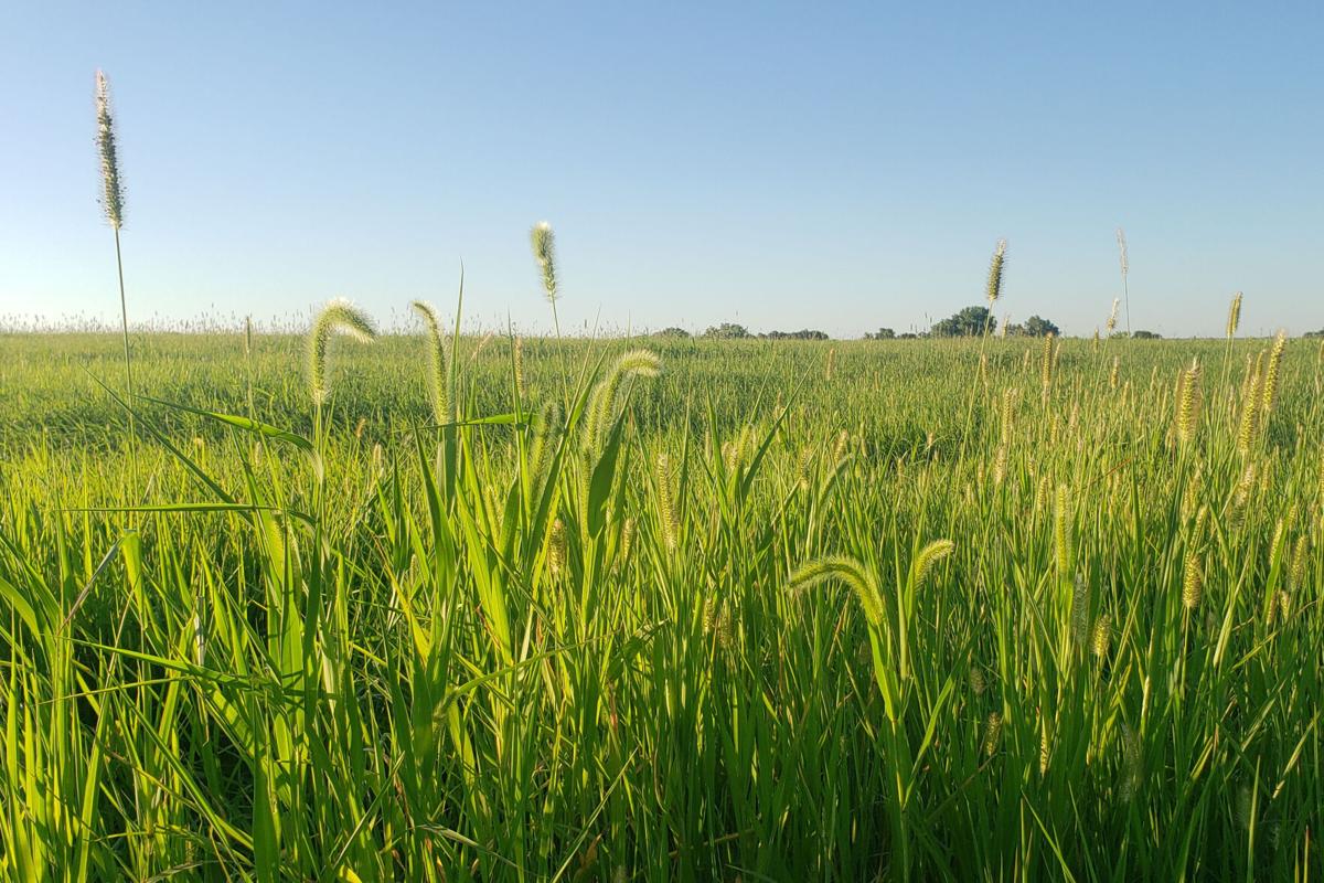 Pasture weed management