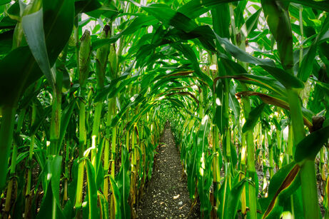 Field of corn