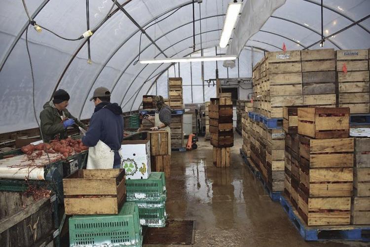 Workers clean root crop