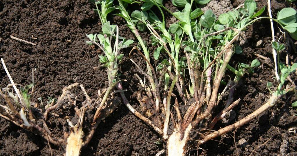 Alfalfa roots