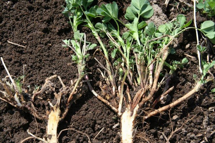 Alfalfa roots