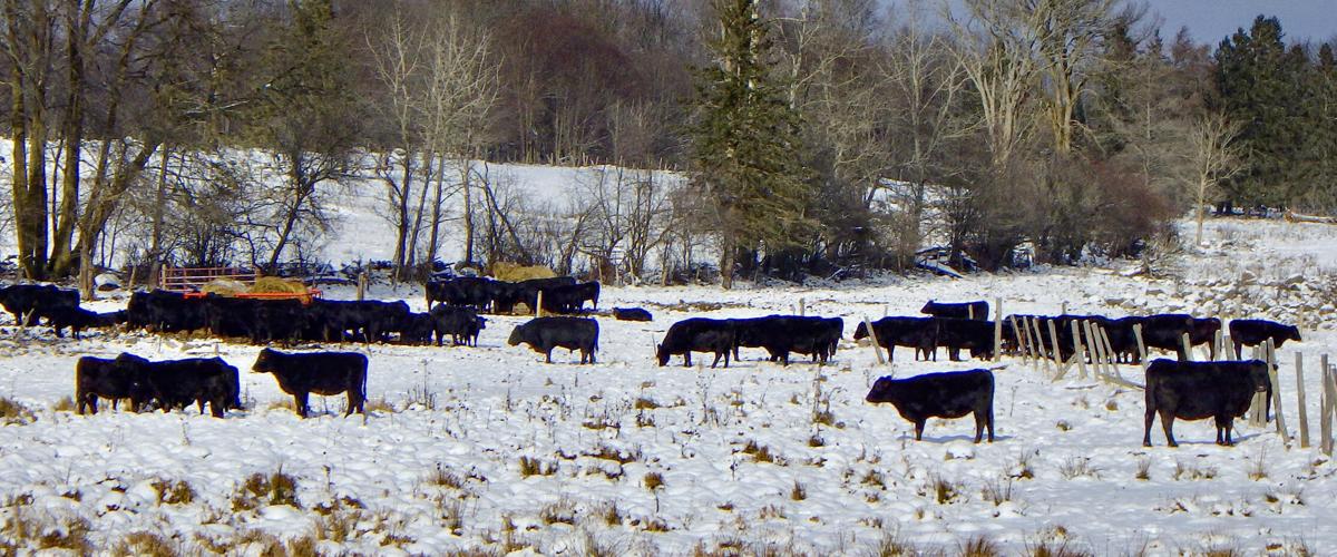 Cattle cows in field