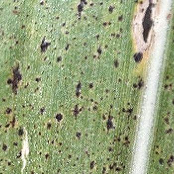 Tar spot in corn