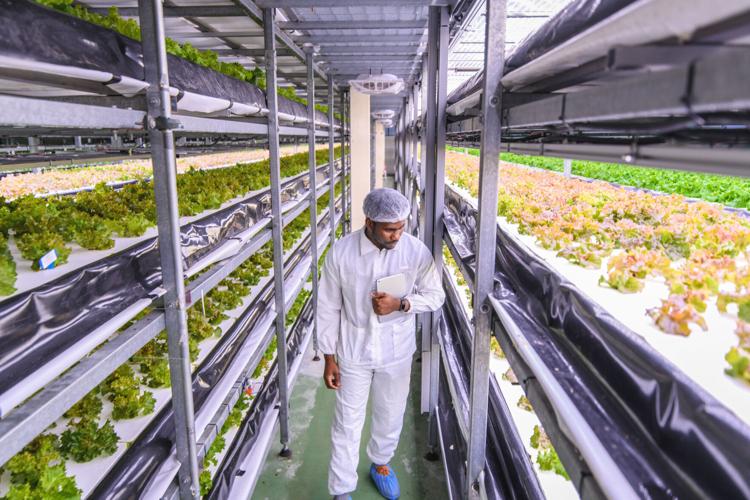 Urban Farms Ltd_03.jpg