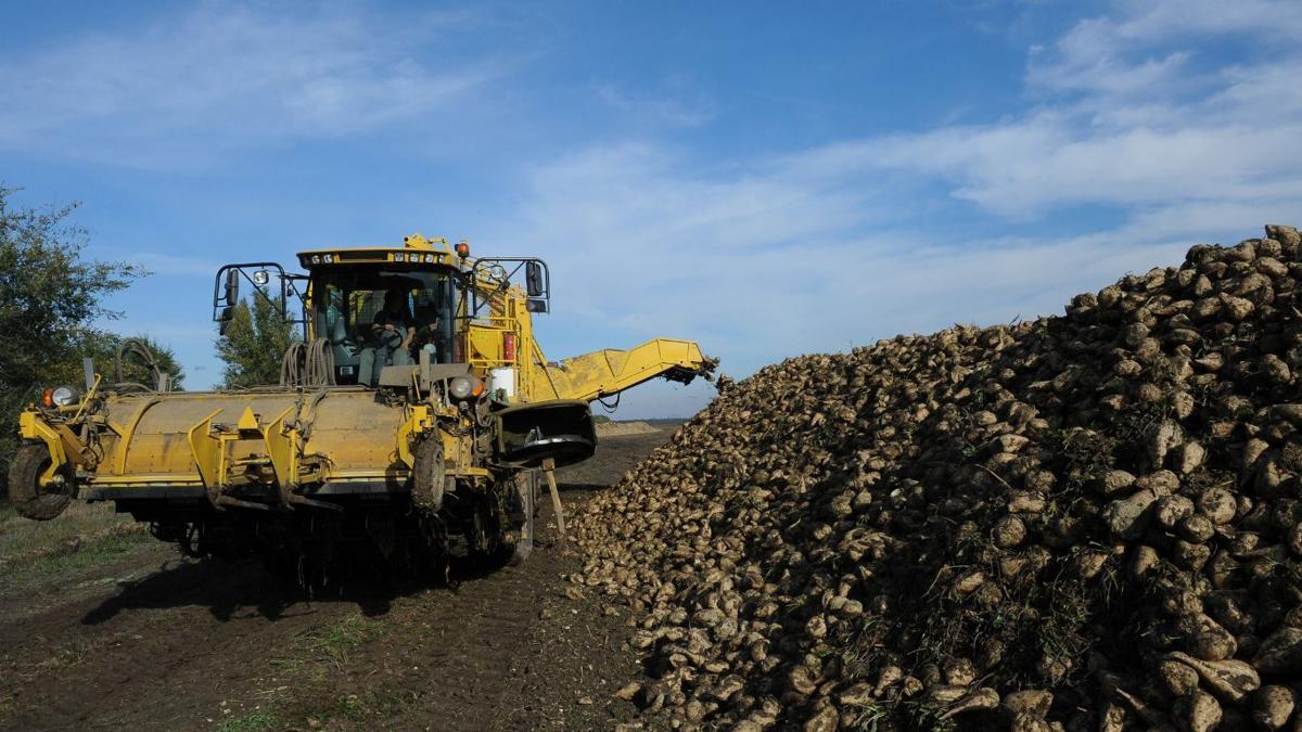 Herbicide resistance in sugarbeets rising