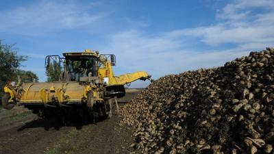Herbicide resistance in sugarbeets rising