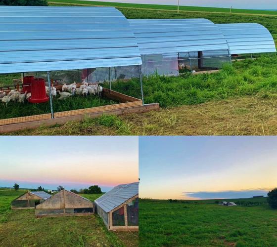 Collage of pastured-poultry, housing at Bryant Family Farms