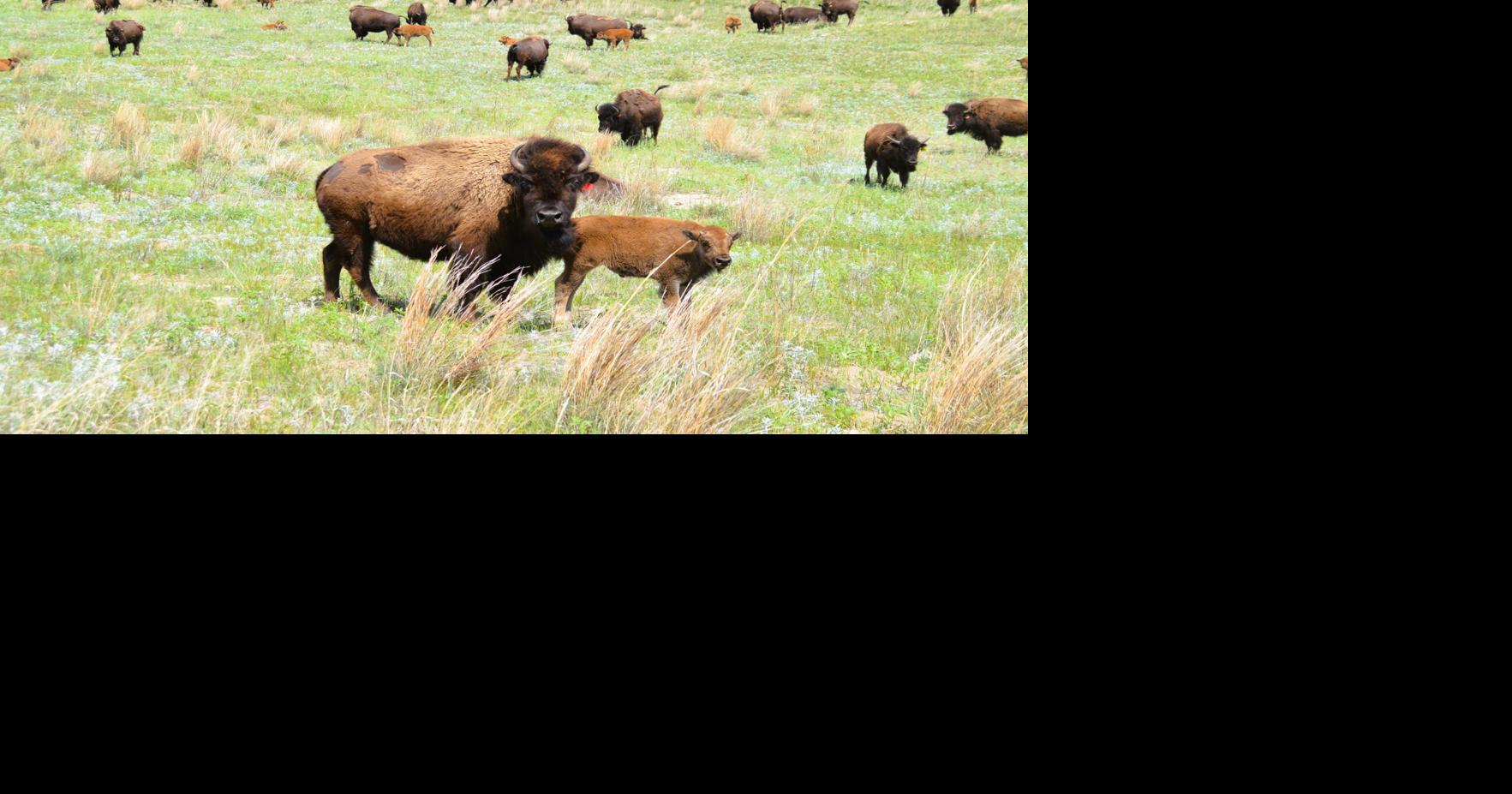 Niobrara bison 1.JPG