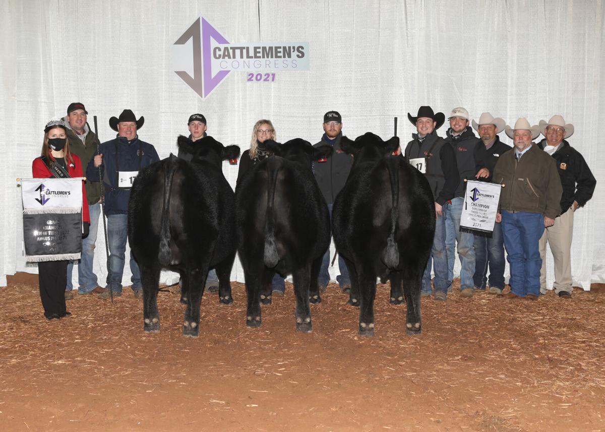 Chestnut Angus Pen of Three