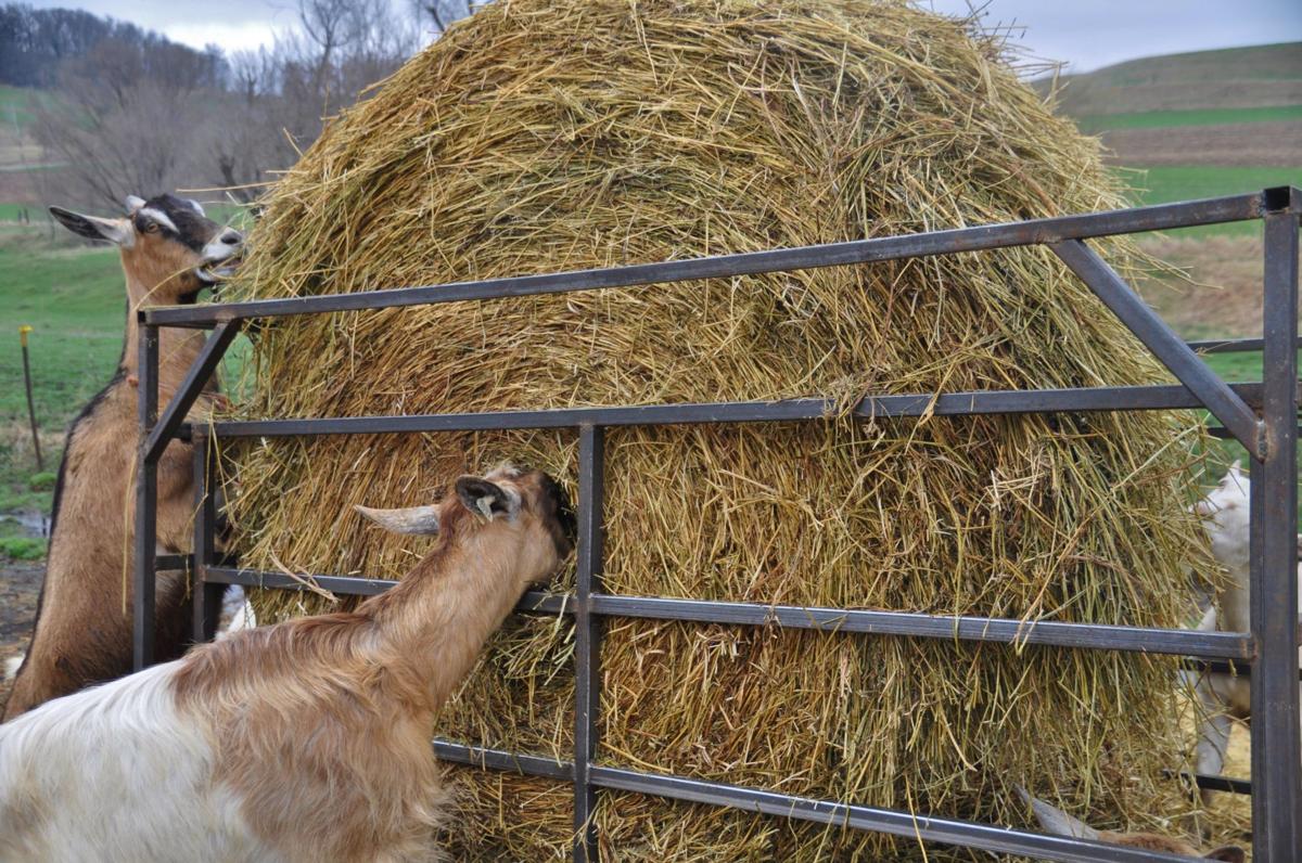 Kidding Aside Dairy Makes Farm Farm Life Agupdate Com