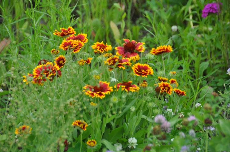 Flowers