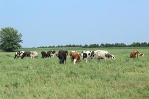 Amo grazing (14).JPG