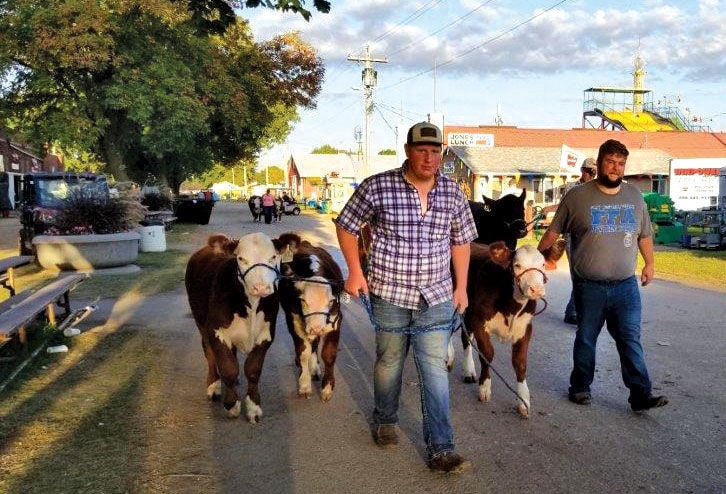 Clay County Fair Cows