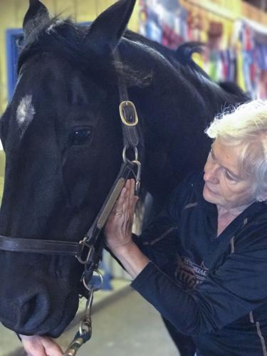 Horse with Cottrell
