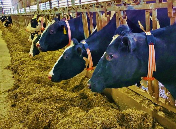 Holsteins wearing 'Ida' collars